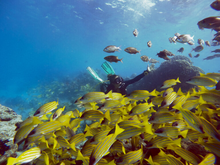 House Reef Snorkeling